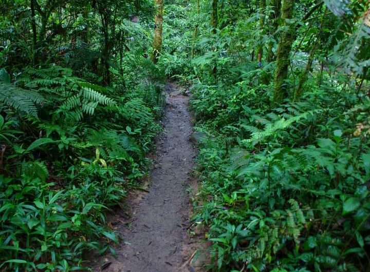 Ecoturismo em São José dos Pinhais